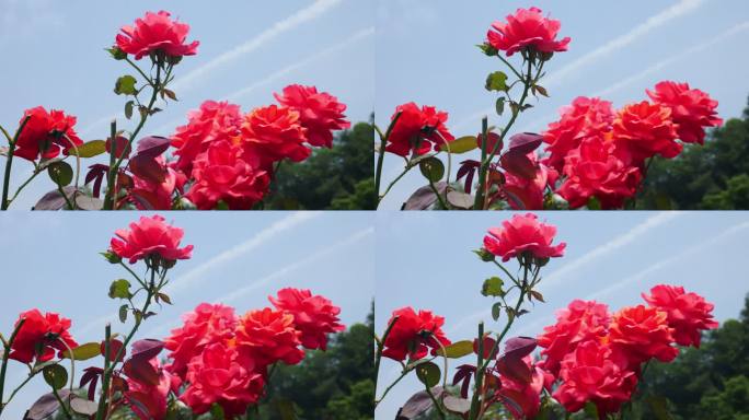 公园月季花花卉唯美风景植物花草空镜