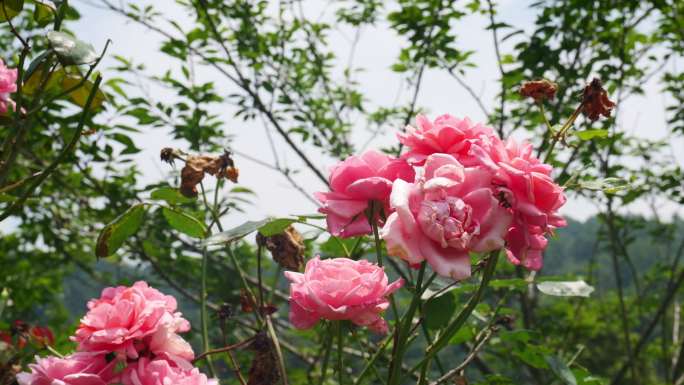 公园月季花花卉唯美风景植物花草空镜