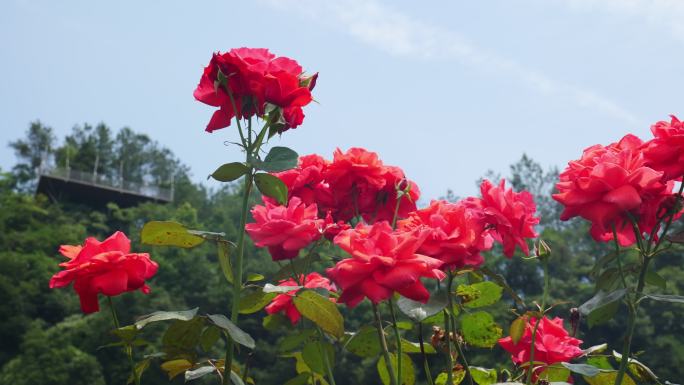 公园月季花花卉唯美风景植物花草空镜