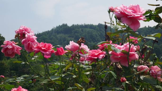 公园月季花花卉唯美风景植物花草空镜