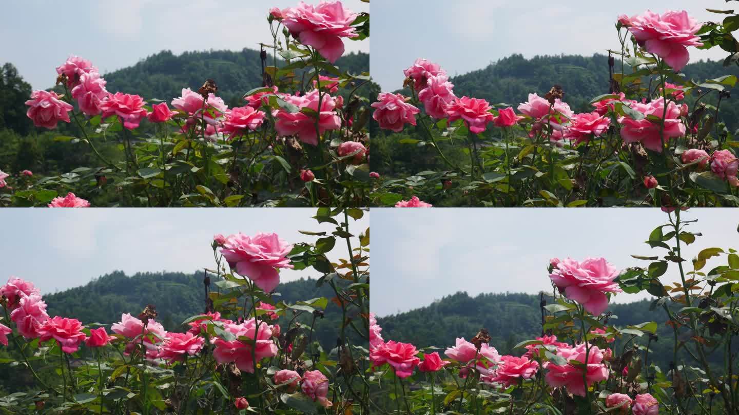 公园月季花花卉唯美风景植物花草空镜