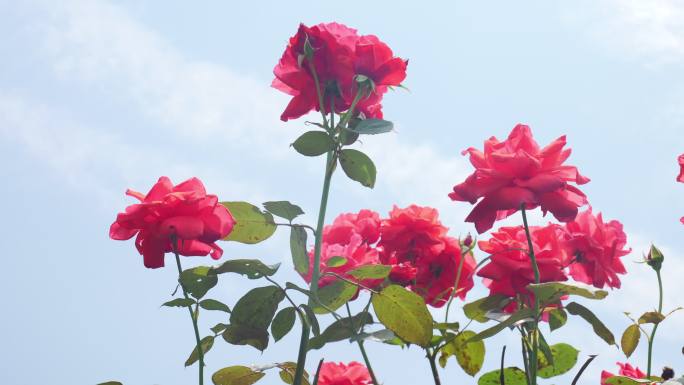 公园月季花花卉唯美风景植物花草空镜