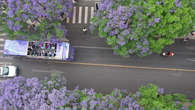 车辆行驶在蓝花楹盛开的道路上（昆明）