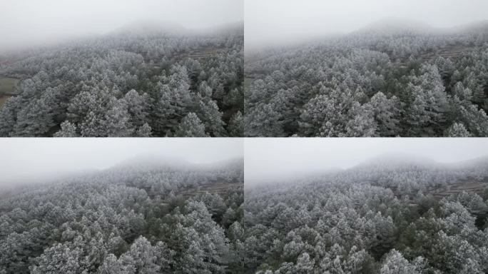 林中雪景