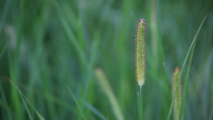毛茸茸的小草和逆光下的狗尾巴草