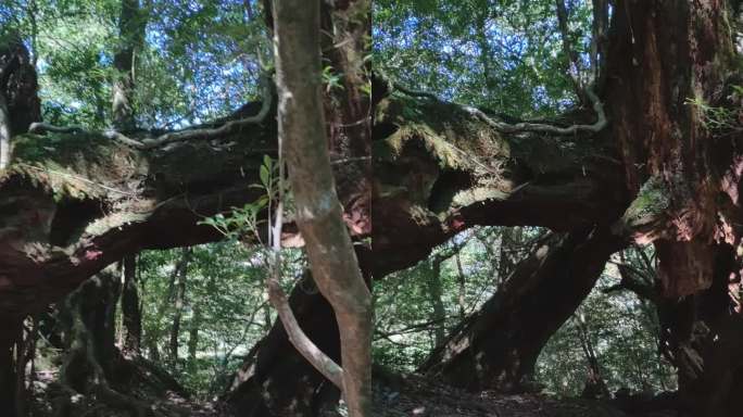 原始森林里的大树的镜头