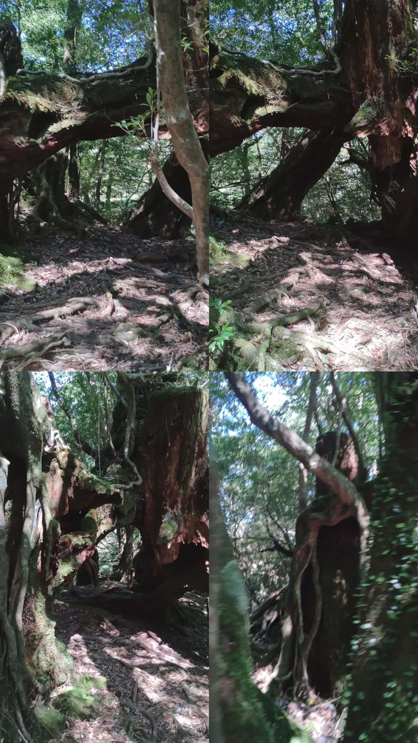 原始森林里的大树的镜头