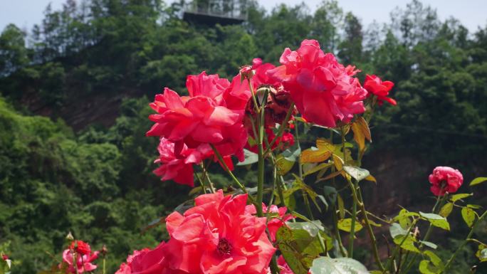 公园月季花花卉唯美风景植物花草空镜