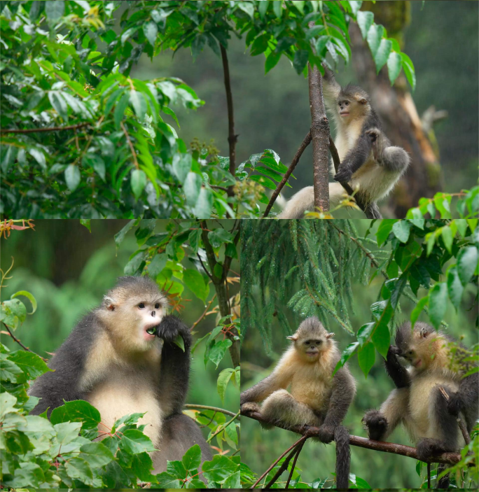云南滇金丝猴生活 吃树叶 打闹 睡觉