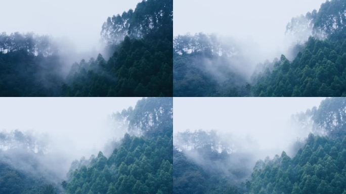 中全景雾林