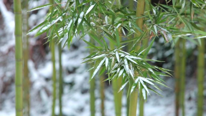 竹叶在雪地的微风中摇动