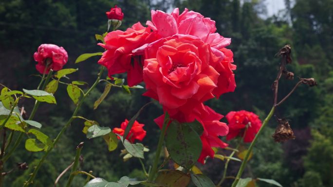 公园月季花花卉唯美风景植物花草空镜