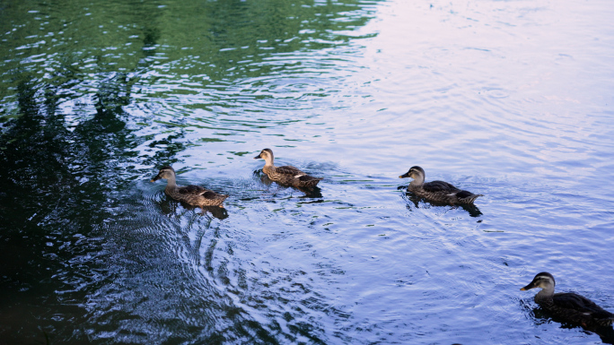 鸭子在西湖湖面上悠闲游泳荡起涟漪