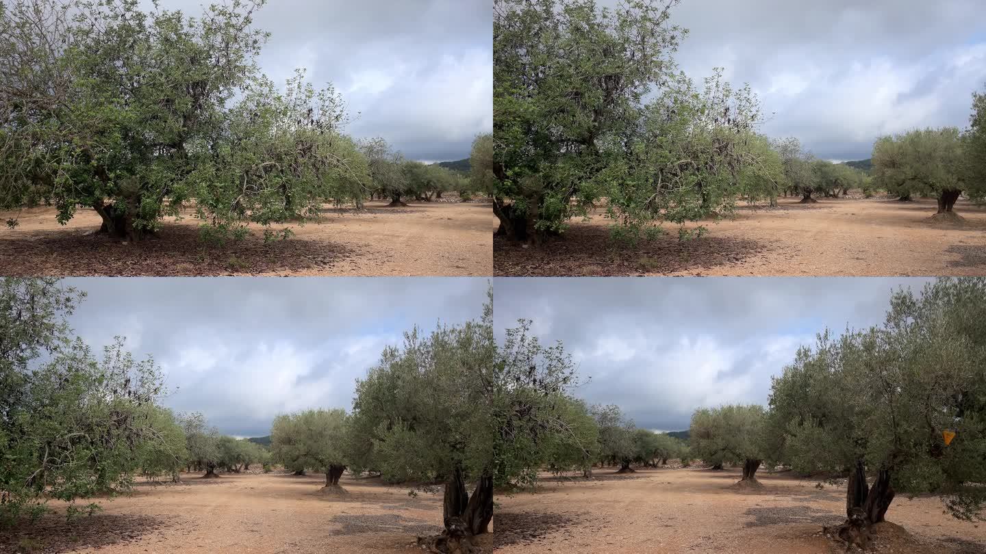 四五百年树龄的橄榄树