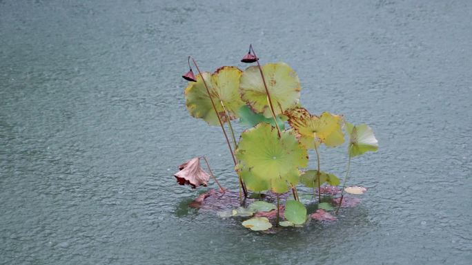 4K雨中残荷