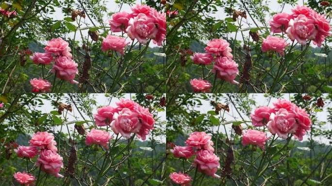 公园月季花花卉唯美风景植物花草空镜