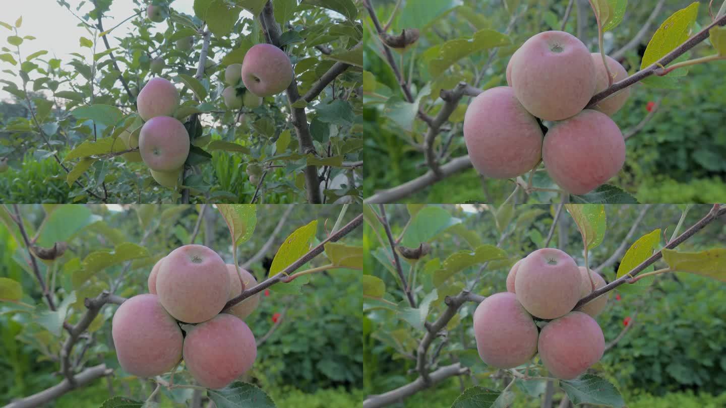 乡村振兴云南农村小苹果种植