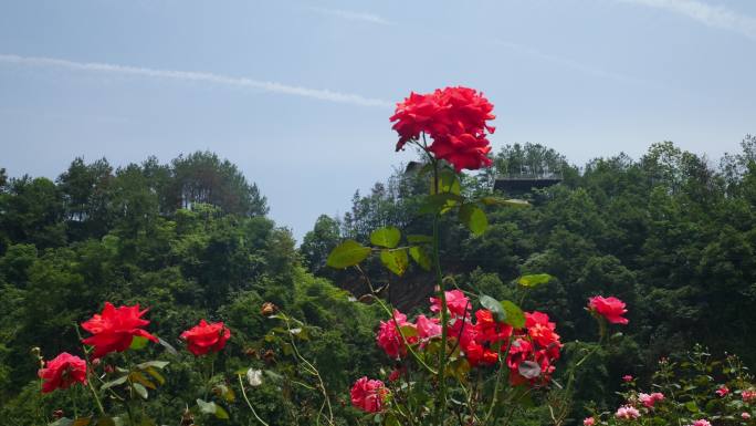 公园月季花花卉唯美风景植物花草空镜