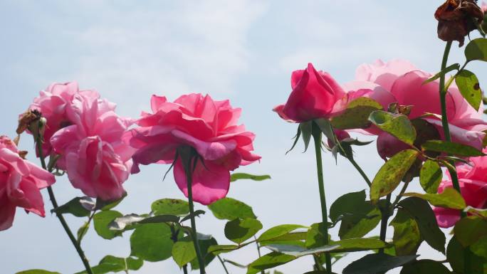 公园月季花花卉唯美风景植物花草空镜