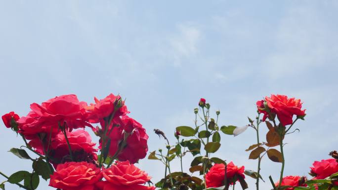 公园月季花花卉唯美风景植物花草空镜