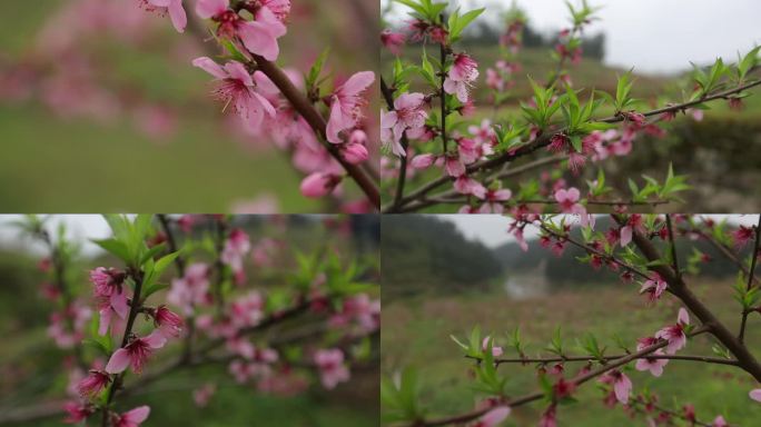 C湖南花垣县山桃树高清实拍