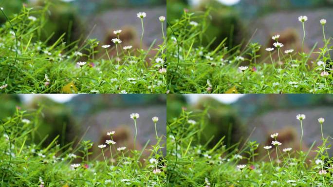 蝴蝶从小花前飞过