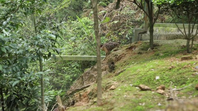 (4K) X浙江泰顺县乌岩岭黄腹角雉养殖