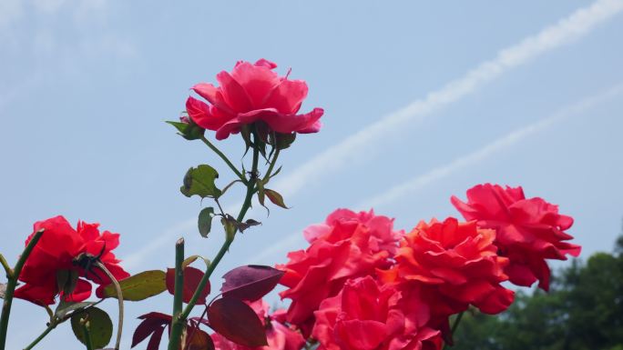 公园月季花花卉唯美风景植物花草空镜