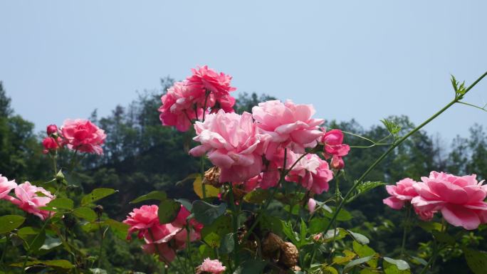 公园月季花花卉唯美风景植物花草空镜