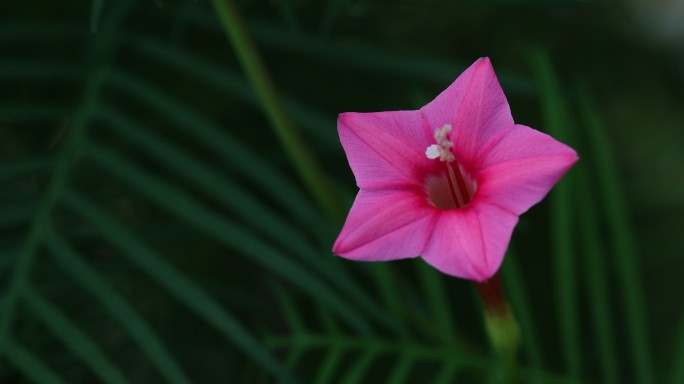 茑萝花