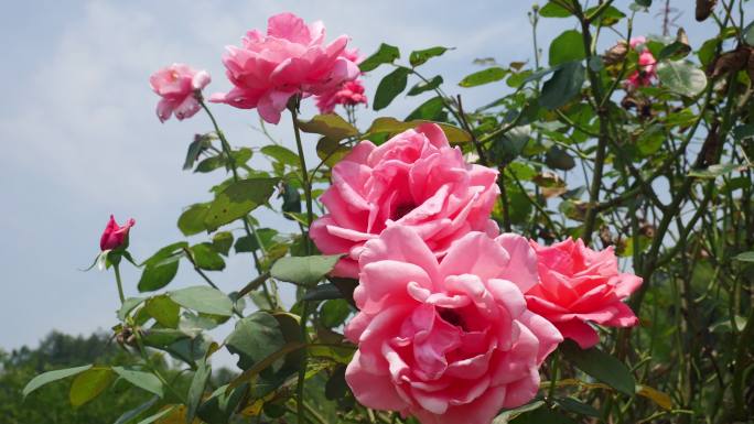 公园月季花花卉唯美风景植物花草空镜