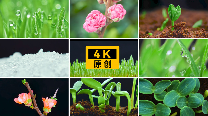 种子发芽生长植物生长破土而出