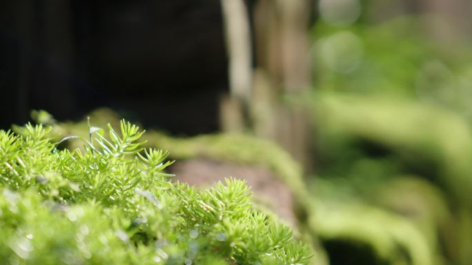 石头上的苔藓