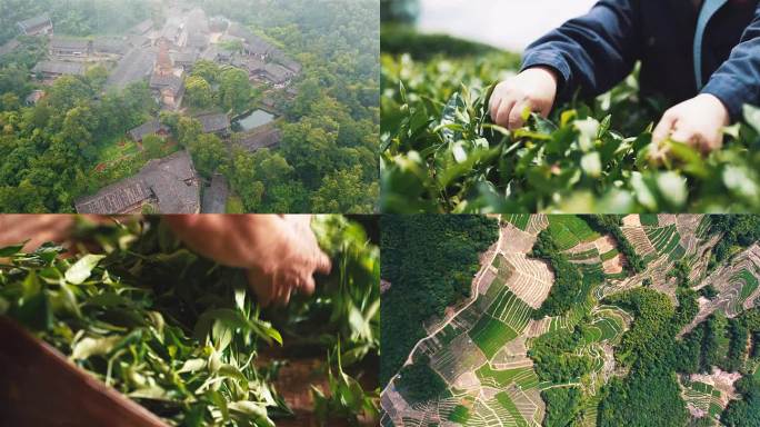 福鼎白茶茶村采茶茶田绿茶