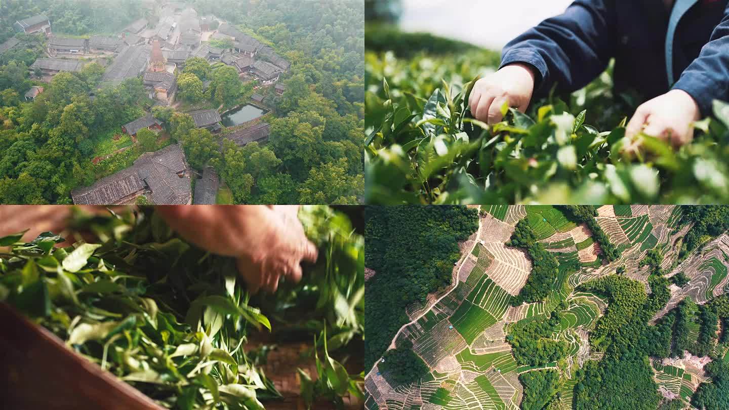 福鼎白茶茶村采茶茶田绿茶