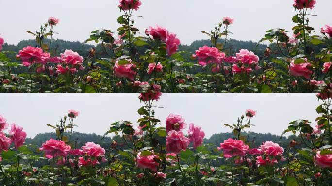 公园月季花花卉唯美风景植物花草空镜