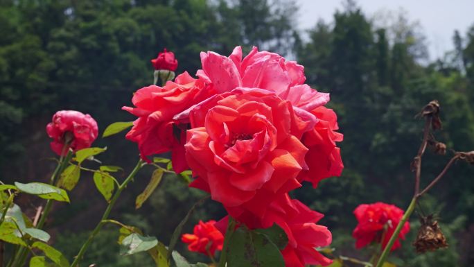 公园月季花花卉唯美风景植物花草空镜