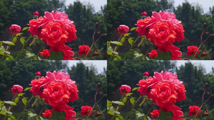 公园月季花花卉唯美风景植物花草空镜