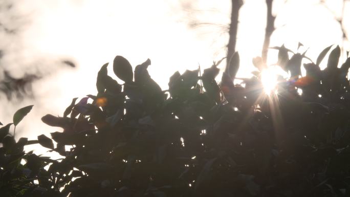 绿植 植物 太阳