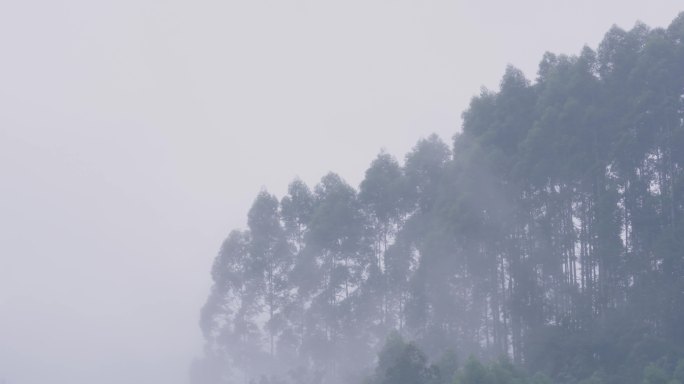 中全景大雾弥散风吹林动