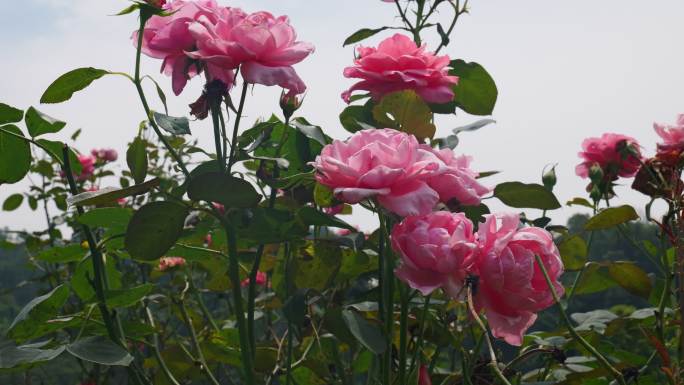 公园月季花花卉唯美风景植物花草空镜