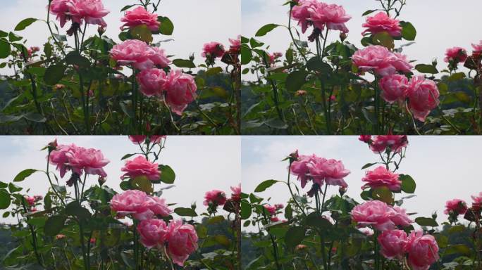 公园月季花花卉唯美风景植物花草空镜