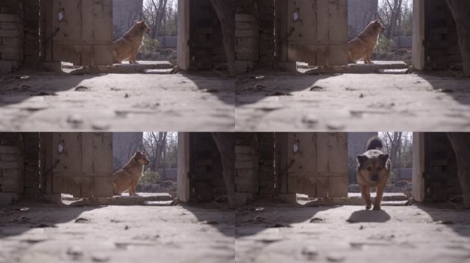 家养狗