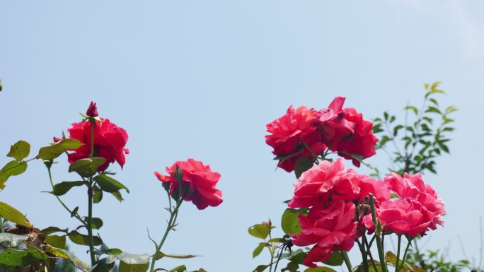 公园月季花花卉唯美风景植物花草空镜