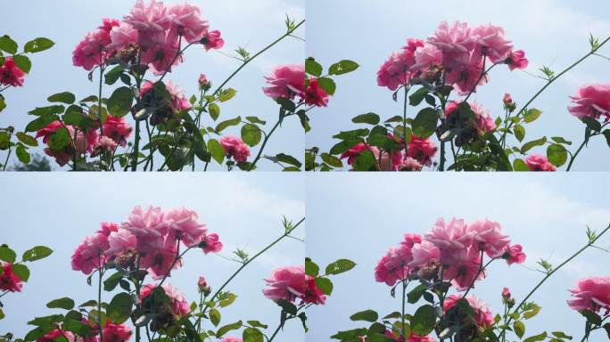 公园月季花花卉唯美风景植物花草空镜