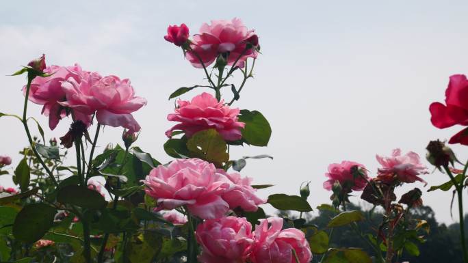 公园月季花花卉唯美风景植物花草空镜