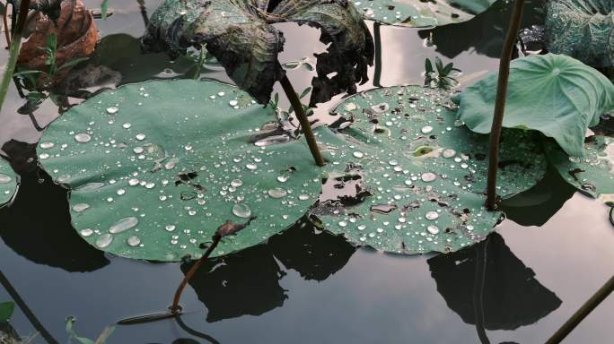 雨后荷叶空镜