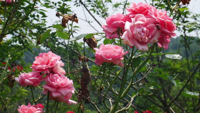 公园月季花花卉唯美风景植物花草空镜