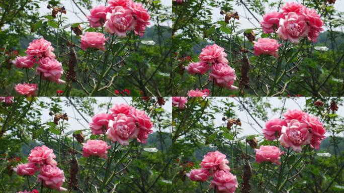 公园月季花花卉唯美风景植物花草空镜