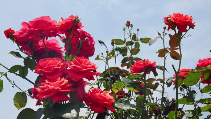 公园月季花花卉唯美风景植物花草空镜